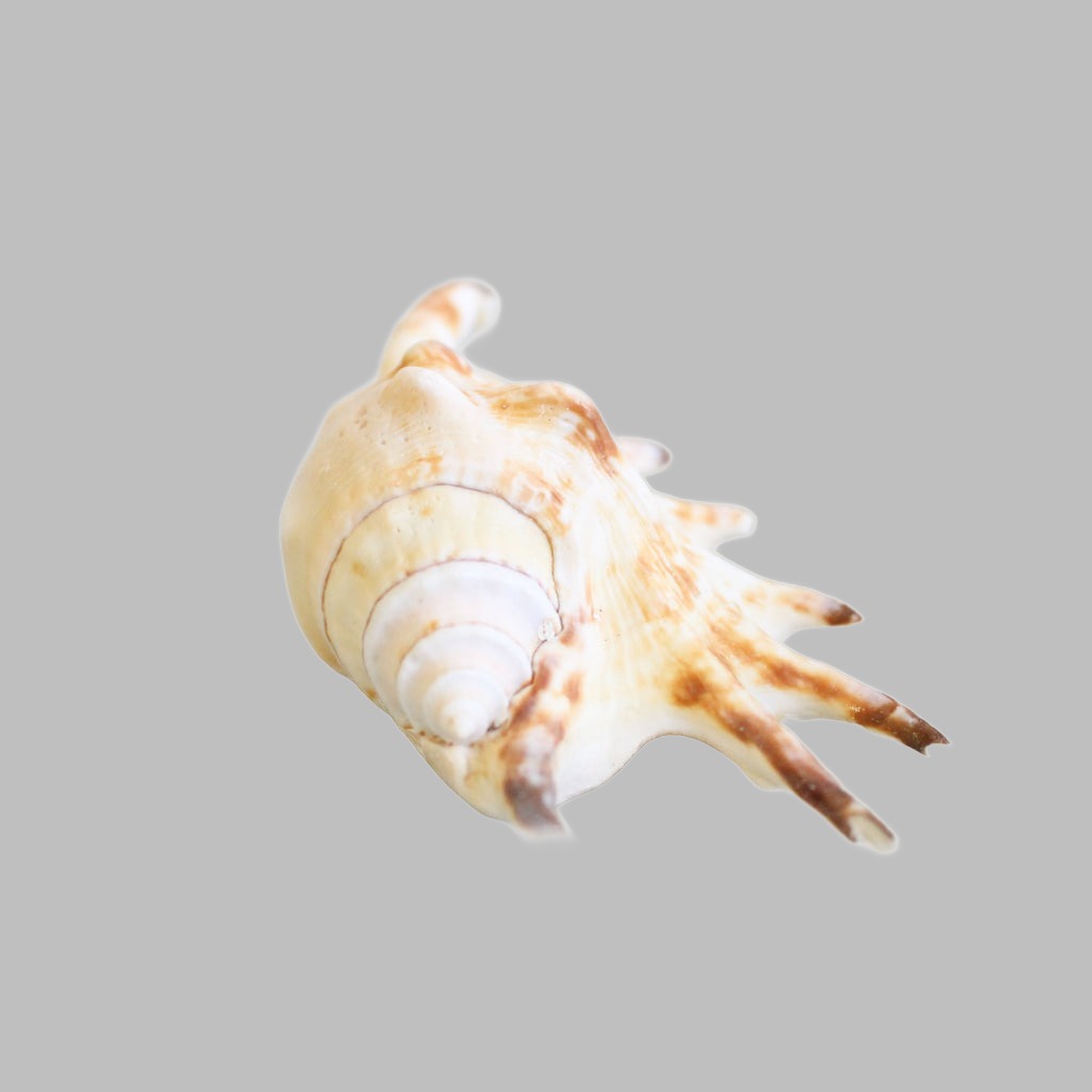 Natural Shells - Ocean Living Wholesale (Pty) Ltd