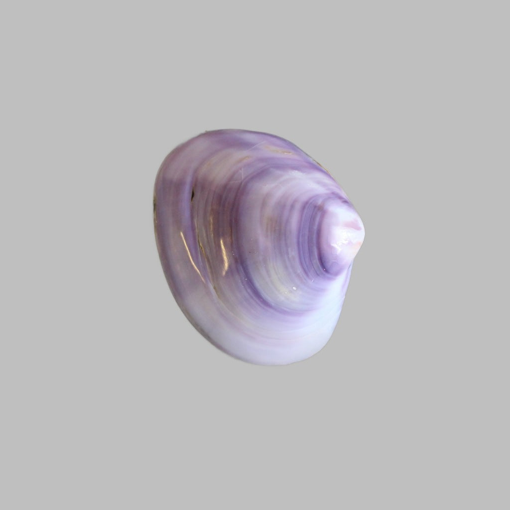 Polished Purple Clam Shell